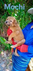 Jewel Mama And Her Puppies  - Mixed Breed Dog