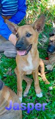 Jewel Mama And Her Puppies  - Mixed Breed Dog