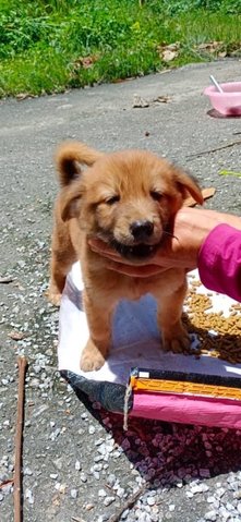 Jewel Mama And Her Puppies  - Mixed Breed Dog