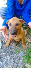 Jewel Mama And Her Puppies  - Mixed Breed Dog