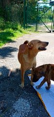 Jewel Mama And Her Puppies  - Mixed Breed Dog