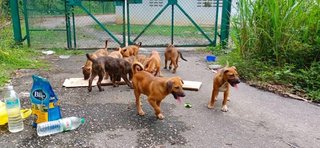 Jewel Mama And Her Puppies  - Mixed Breed Dog