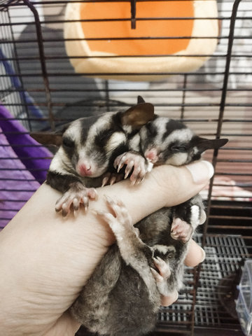 Jaya - Sugar Glider Small & Furry