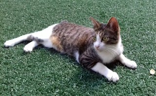 Manja - Domestic Short Hair Cat