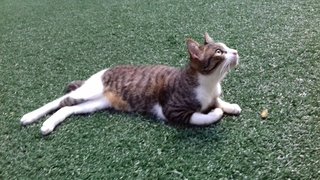 Manja - Domestic Short Hair Cat