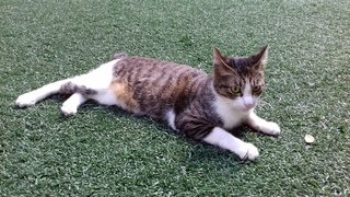 Manja - Domestic Short Hair Cat