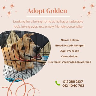 Golden - Mixed Breed Dog