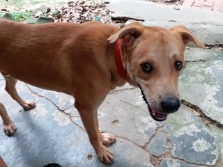 Golden - Mixed Breed Dog