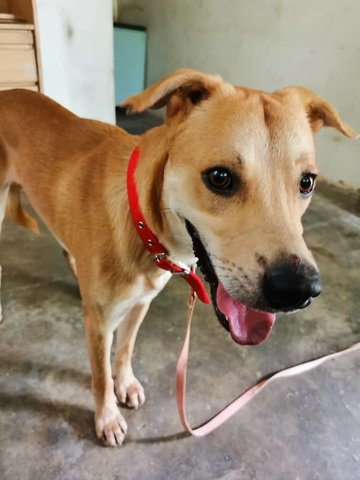 Golden - Mixed Breed Dog