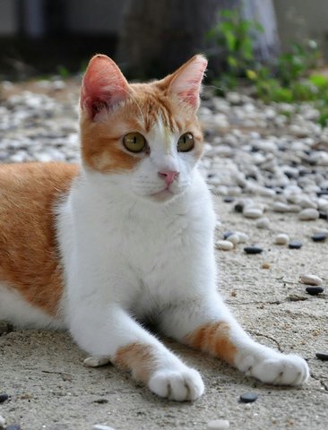 Jaffa - Domestic Short Hair Cat