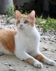 Jaffa - Domestic Short Hair Cat