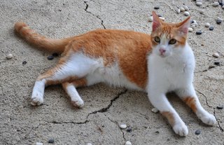 Jaffa - Domestic Short Hair Cat