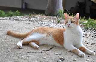 Jaffa - Domestic Short Hair Cat