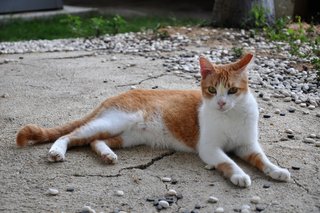 Jaffa - Domestic Short Hair Cat