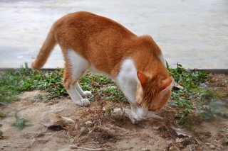 Jaffa - Domestic Short Hair Cat