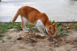 Jaffa - Domestic Short Hair Cat