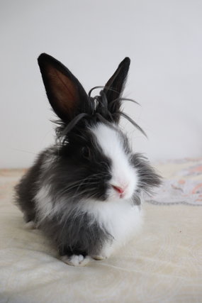 Ippee - Angora Rabbit + Dwarf Rabbit