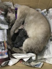 Kittens at week 0