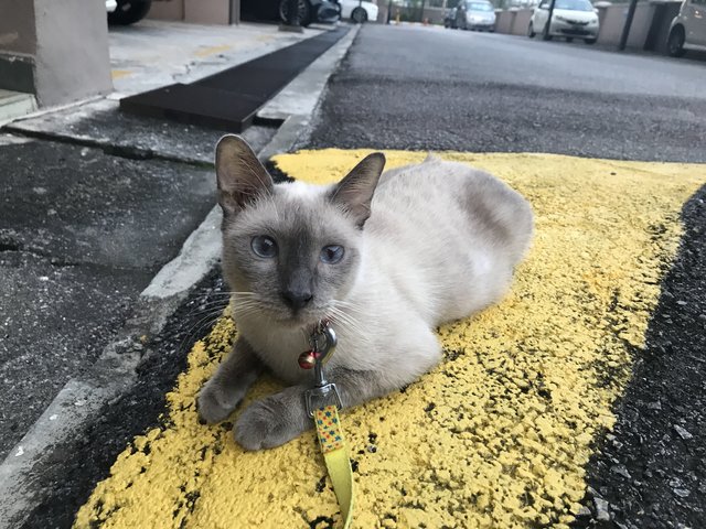 Siamese - Siamese Cat