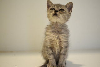 The Two Sisters - Persian + Domestic Medium Hair Cat