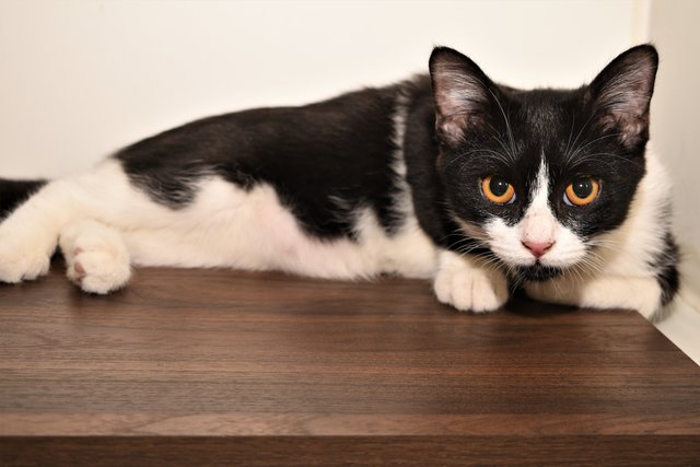 The Yin &amp; Yang Siblings - Persian + Domestic Medium Hair Cat