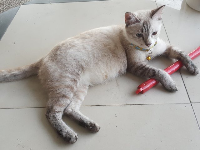 Mimi - Singapura Cat