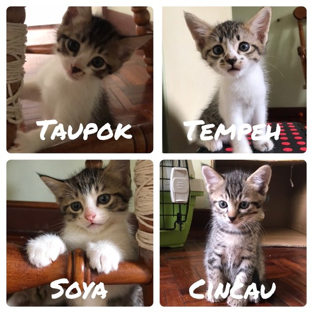 The Soy Clan!  - Domestic Medium Hair Cat