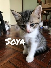 The Soy Clan!  - Domestic Medium Hair Cat