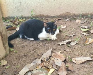 3 Brothers - Domestic Short Hair Cat