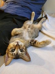 Ashley - Domestic Short Hair Cat