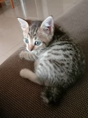 Stormi - Domestic Short Hair Cat