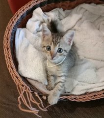 Stormi - Domestic Short Hair Cat