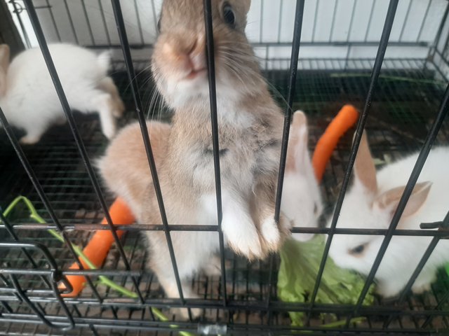 Papai,  Orio, Snowball  - Bunny Rabbit Rabbit