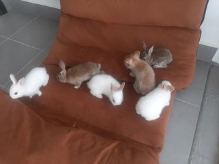 Papai,  Orio, Snowball  - Bunny Rabbit Rabbit