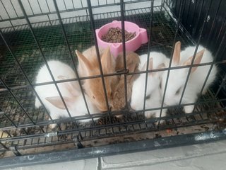 Papai,  Orio, Snowball  - Bunny Rabbit Rabbit