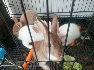 Papai,  Orio, Snowball  - Bunny Rabbit Rabbit