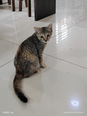 Yen（jpy) - Domestic Short Hair + Tabby Cat