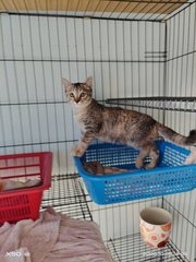 Yen（jpy) - Domestic Short Hair + Tabby Cat