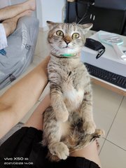 Yen（jpy) - Domestic Short Hair + Tabby Cat