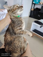 Yen（jpy) - Domestic Short Hair + Tabby Cat