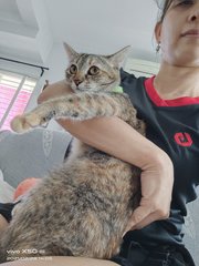 Yen（jpy) - Domestic Short Hair + Tabby Cat