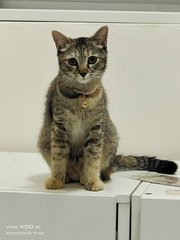 Yen（jpy) - Domestic Short Hair + Tabby Cat