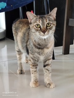 Yen（jpy) - Domestic Short Hair + Tabby Cat