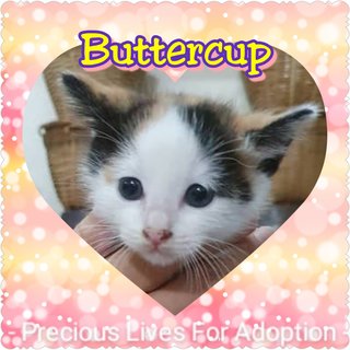 Cute Buttercup