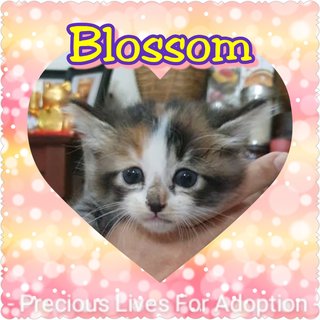 Sweet Blossom