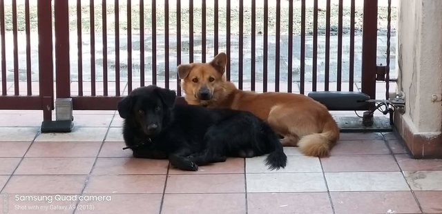 Gorgor &amp; Didi - Mixed Breed Dog