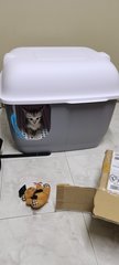 Come Come - Klang - Domestic Short Hair Cat