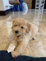 Petra  - Golden Retriever + Poodle Dog