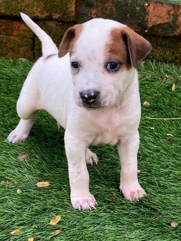 Bubble - Mixed Breed Dog