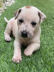 Freckles - Mixed Breed Dog